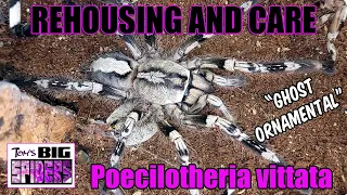Poecilotheria vittata "Ghost Ornamental" Rehousing and Care