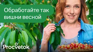 ГЛАВНАЯ ОБРАБОТКА ВИШНИ И ЧЕРЕШНИ ВЕСНОЙ! Эффективная схема обработок от биолога