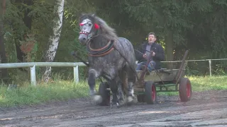 XVIII Wojwódzka Wystawa Aukcja Ogierów Zimnokrwistych - Próba zaprzęgowa - Zabajka 2018