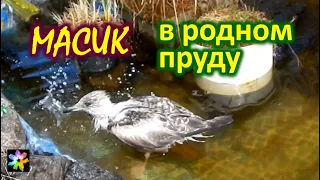 🐥💧 #26 Птенец чайки Масик на родном пруду