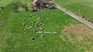 AKTUALE - Pashko Gojçaj: Rrëfimi i një jete të kushtuar kujdesit të deleve