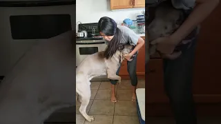 Bullmastiff humping his owner