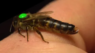 How a queen bee lays eggs (Macro video)