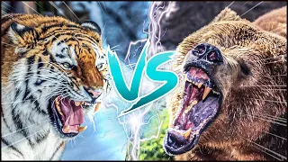 SIBERIAN TIGER VS GRIZZLY BEAR ─ Which Is The Strongest?