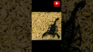 Thousand Maggots vs A Scorpion || Eat or be eaten.