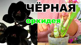 The blackest orchid in the world is Katasetum - CARROTS. Tolumnia - orchid care.