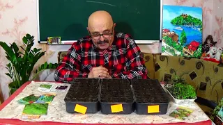 Укроп, петрушку, кинзу и сельдерей выращиваем только так!
