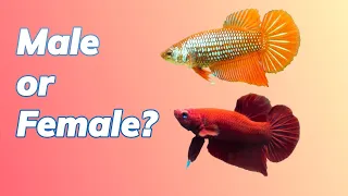 How to Identify Male Or Female Betta Fish