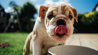 Can Dogs get Drunk? What happens when you Feed Alcohol to your Dog?