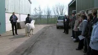 Recognising the early signs of Laminitis