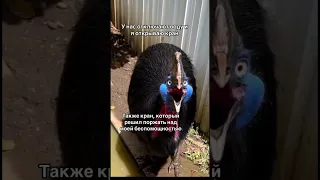 #tiktok #жиза #топ #top #memes #niks #юмор #funny #приколы #fun