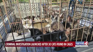 Criminal investigation launched after 30 cats found in cages