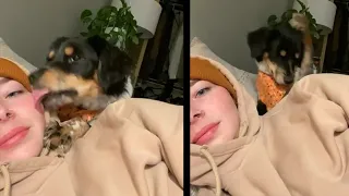 Dog Becomes Sassy When Rejected