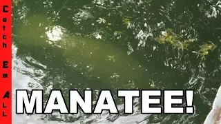 MANATEE ON FISHING LINE! Cops Called! Worst Fishing day EVER!