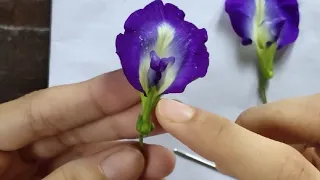 Dissection of Clitoria ternatea with SUBTITLE and explanation