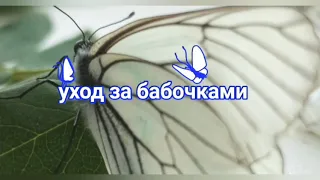 уход за бабочками