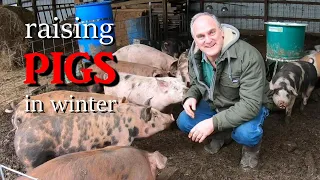 how to grow winter pigs efficiently