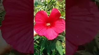 Cranberry Hibiscus Big Flower