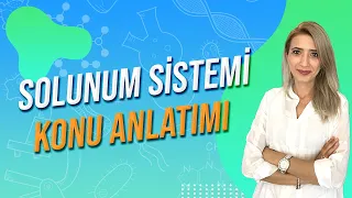 SOLUNUM SİSTEMİ | Seda Hoca Biyoloji 🧬#ayt2024