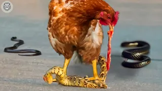 15 Times Snakes Messed With The Wrong Opponent | Animal Attacks