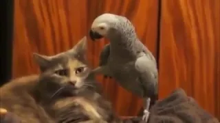 Попугай разговаривает с котом