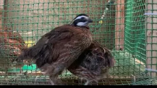 Вывод Вергинских и Радонежских перепелов.