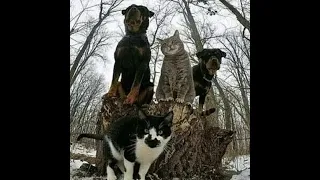 😺 Hooligans of our area! 🐕 Funny video with dogs and kittens! 😸