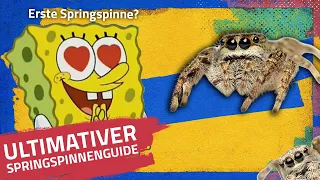 Springspinnen Guide | Einkaufsliste | Futtertiere | Welche erste Springspinne?