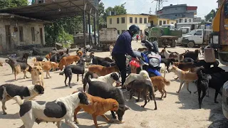 Giving food to hungry stray dog and wild money || feeding monkey || feeding dog