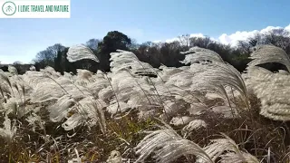 Beautiful silver grass (silver eulalia) during autumn season in Jeju island, Korea.