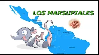 Marsupiales (Marsupialia)