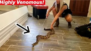 RATTLE SNAKES Found In House