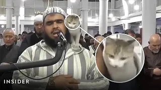 A Cat Joins A Ramadan Prayer As Muslims Celebrate The Holy Month | Insider News