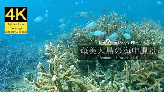 【4K 水中映像】奄美大島の海中風景 / Underwater scenery / Amamioshima-island Kagoshima