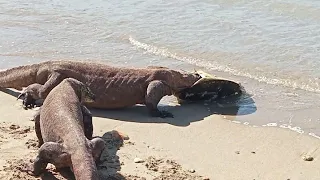 😱It's amazing how Komodo dragons eat big turtles