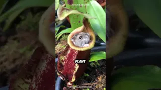 Pitcher Plant 🪴 The Plant That Eats Mice