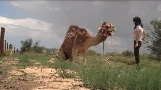 A Girl and Her Pet Camel