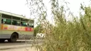 Marijuana taller than a bus grows on roadside in India