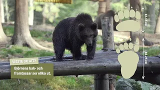 En kort film om björnen