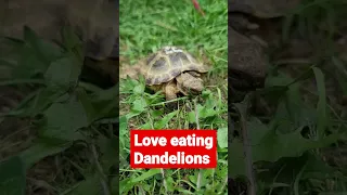 Horsfield Tortoise feeding ideas #shorts