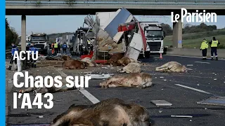 Un fiché S fait demi-tour après l'accident d'une bétaillère et sème le chaos sur l'A43