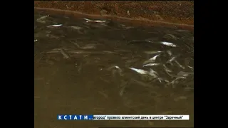 Тысячи рыб погибли в результате замора на Мещерском озере