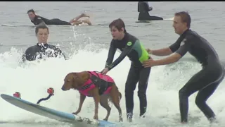 Ricochet, San Diego’s surfing therapy dog, dies at 15