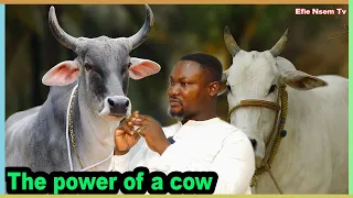 Human & Cow | The Power of a Cow Prophet Kesse drops the Hidden Spiritual secret in COWS