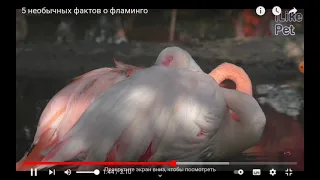 5 необычных фактов о фламинго от Flamingo Dream🦩