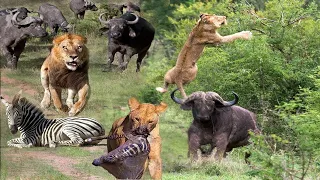 Amazing Buffalo Herd Knocked Out Lions Save Baby Zebra   Powerful Kick Of Mother Zebbra To Lion