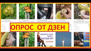 Дзен прислал опрос. Отвечаю честно