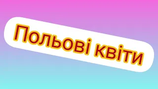 Польові квіти (фото польових квітів, назви польових квітів)