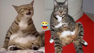 Watch These Funny Cats & Melt😅😸 Away Your Worries in 2024!