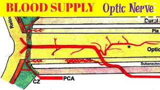 THE BLOOD SUPPLY OF THE OPTIC NERVE | The Central retinal artery | The posterior ciliary artery